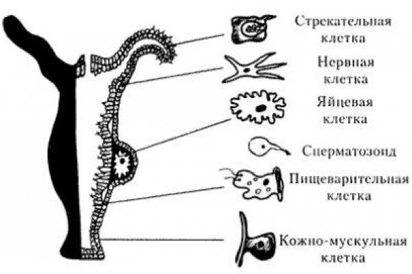 Кракен сайт войти